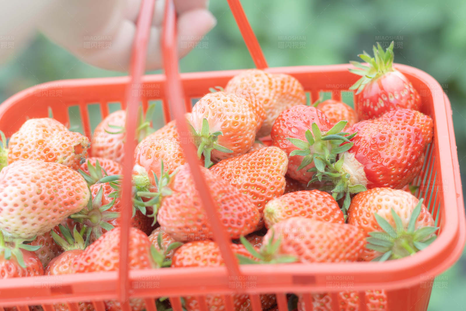草莓满篮 丰收喜悦图片