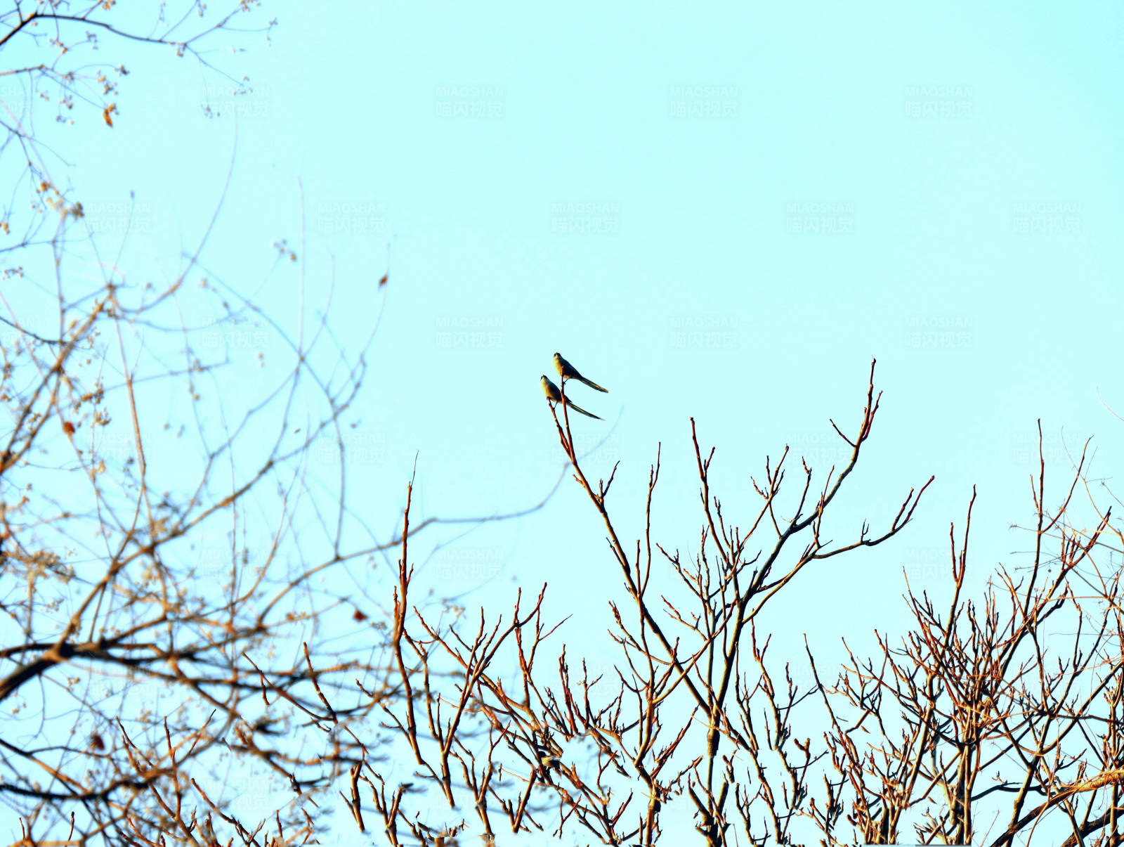 冬日枝头孤鸟栖图片