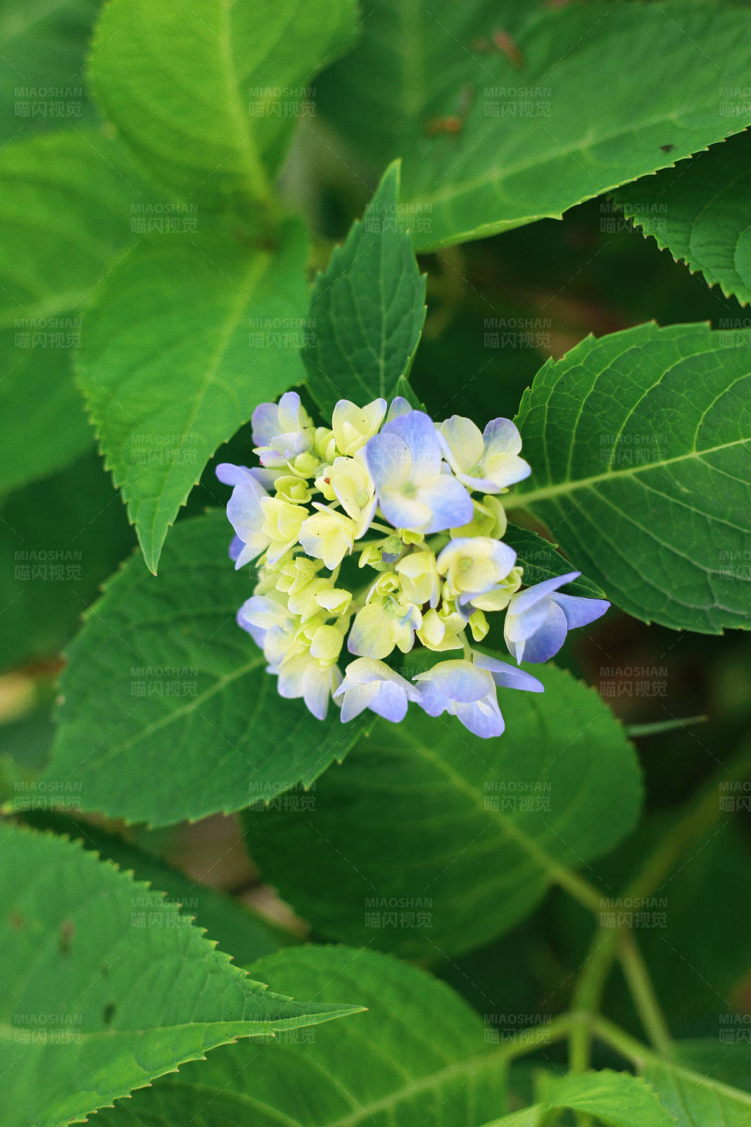 蓝白绣球花图片