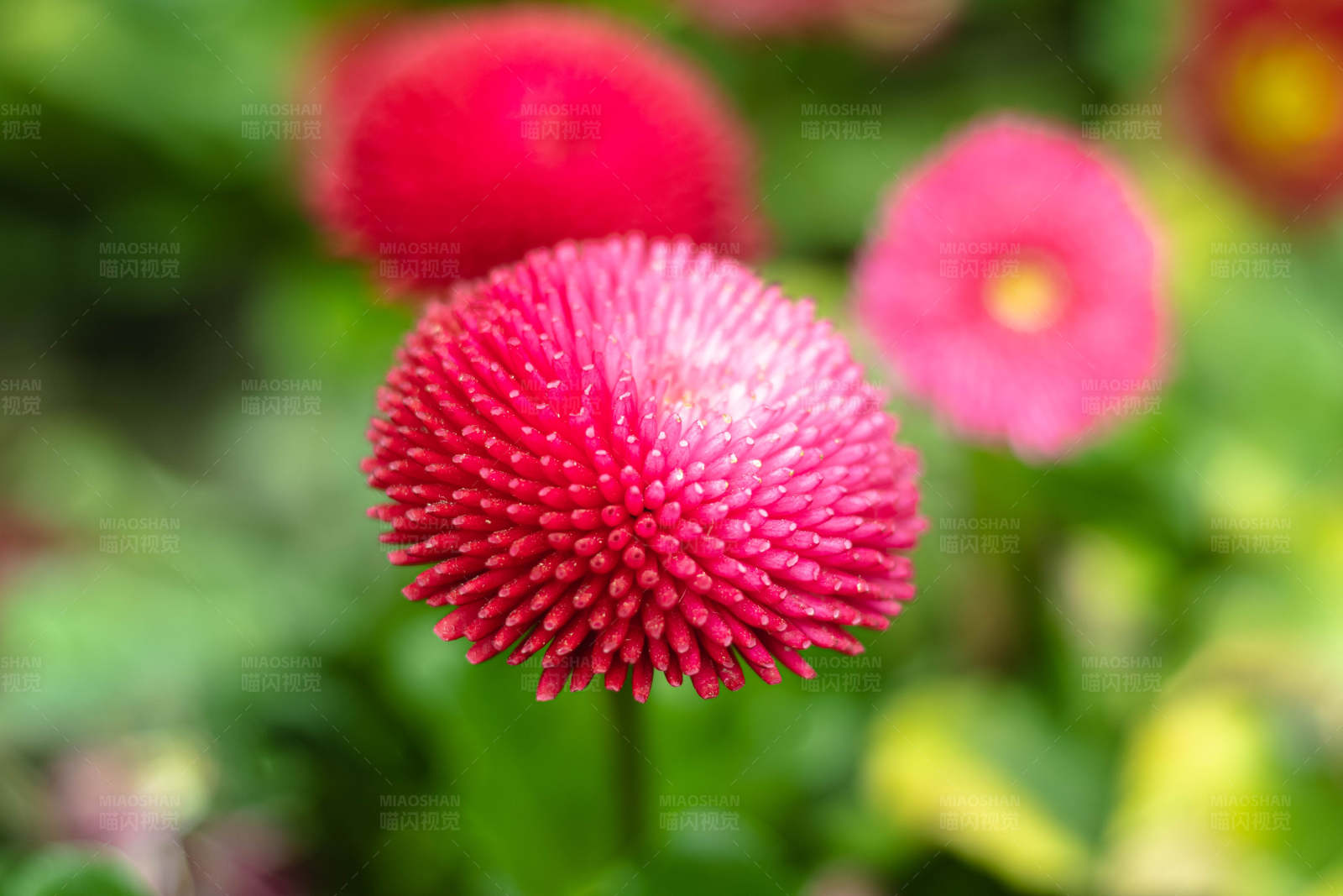 红色刺球花图片