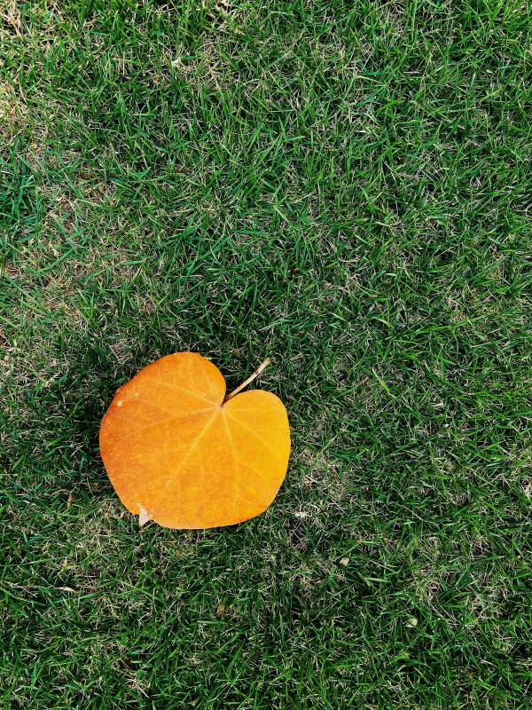 秋叶与绿草图片