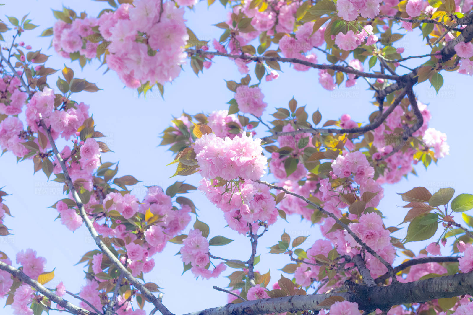 粉色樱花绽放图片