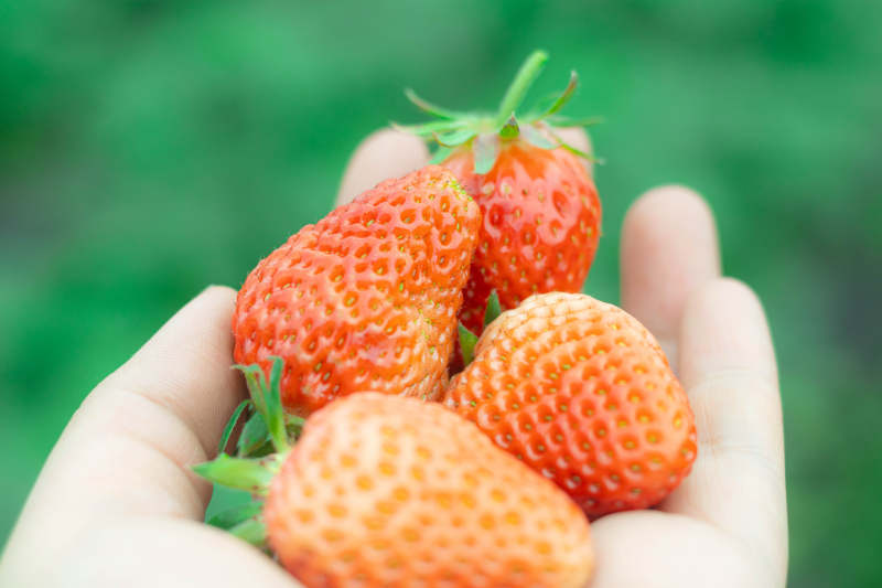 手捧新鲜草莓图片