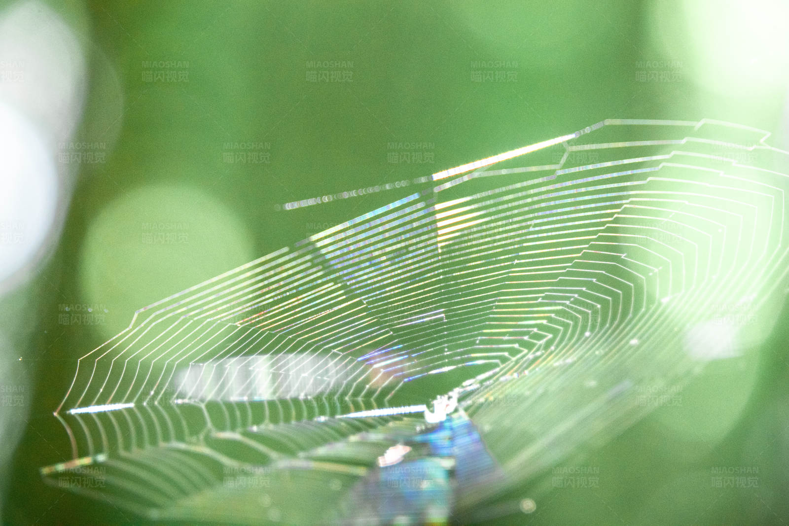 阳光下的蜘蛛网图片