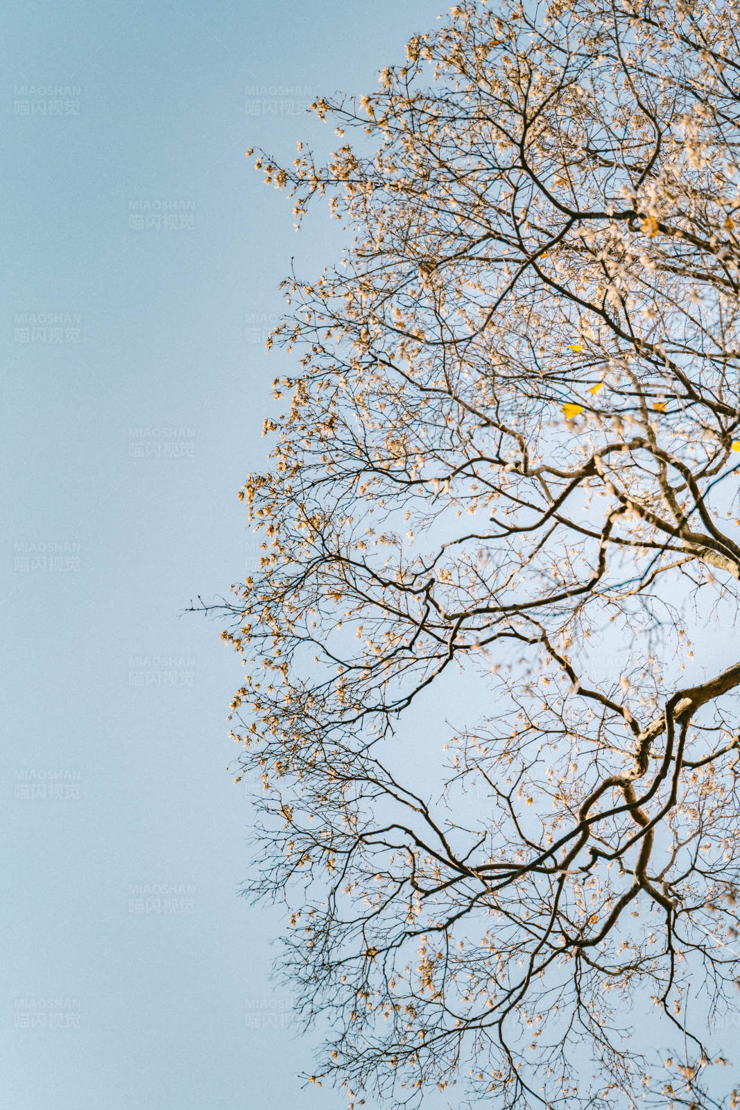 秋日树梢映蓝天图片