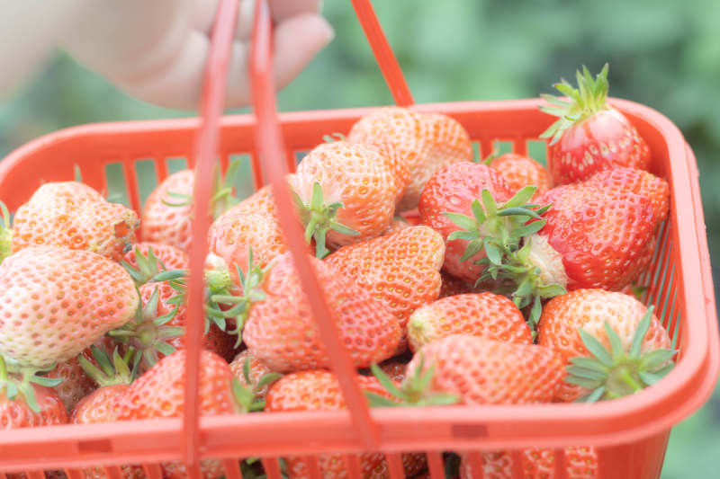 草莓满篮 丰收喜悦图片