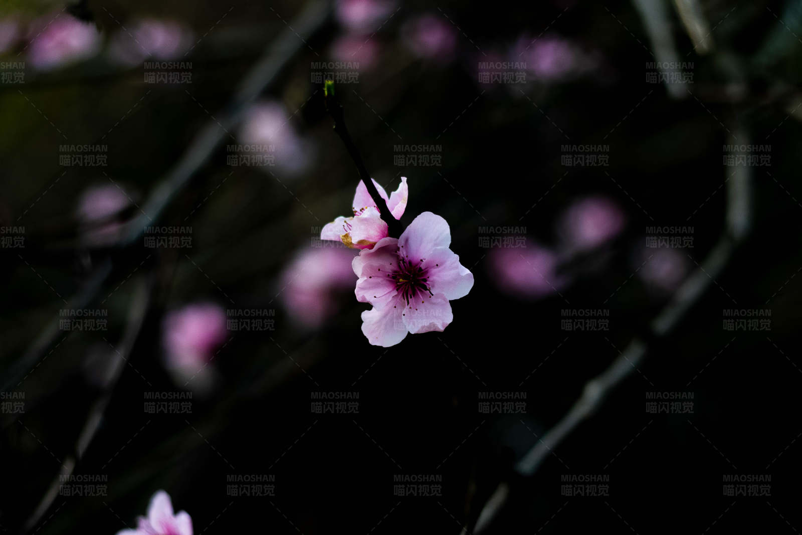 暗夜桃花独绽图片