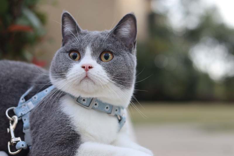 户外探险的猫咪图片