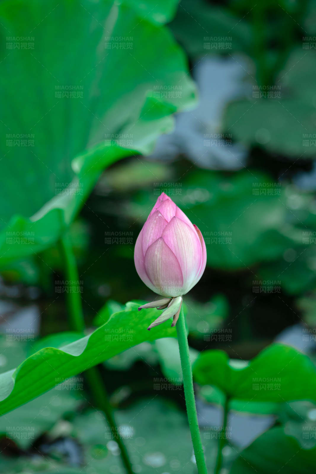 荷花含苞待放图片