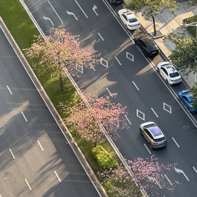 城市春景 花开路旁图片