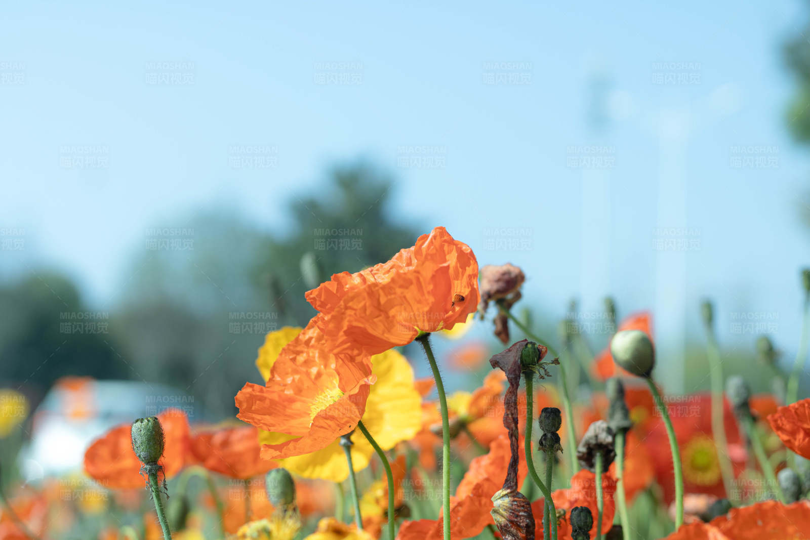 橙色虞美人花田图片