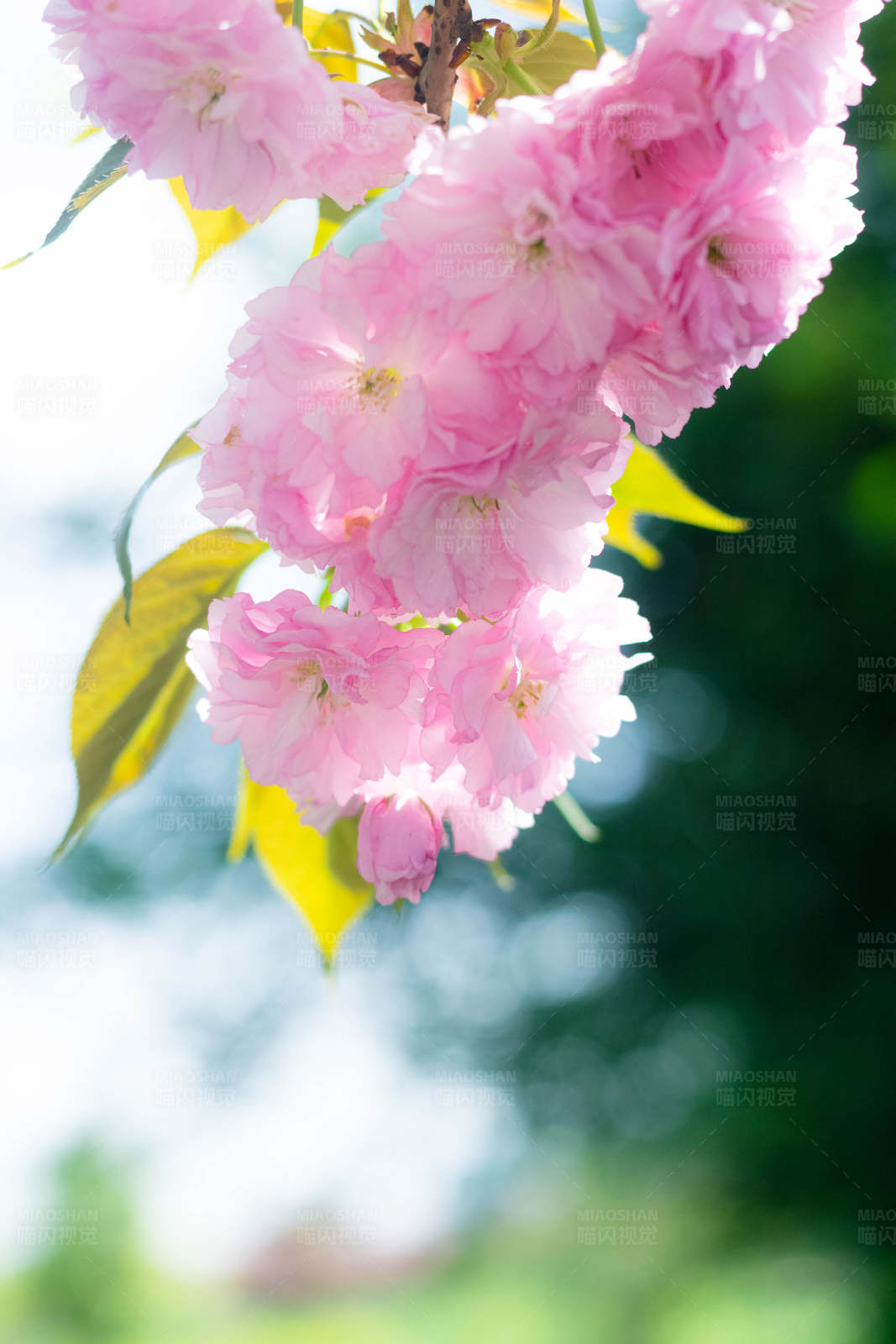 粉色花朵的春天图片