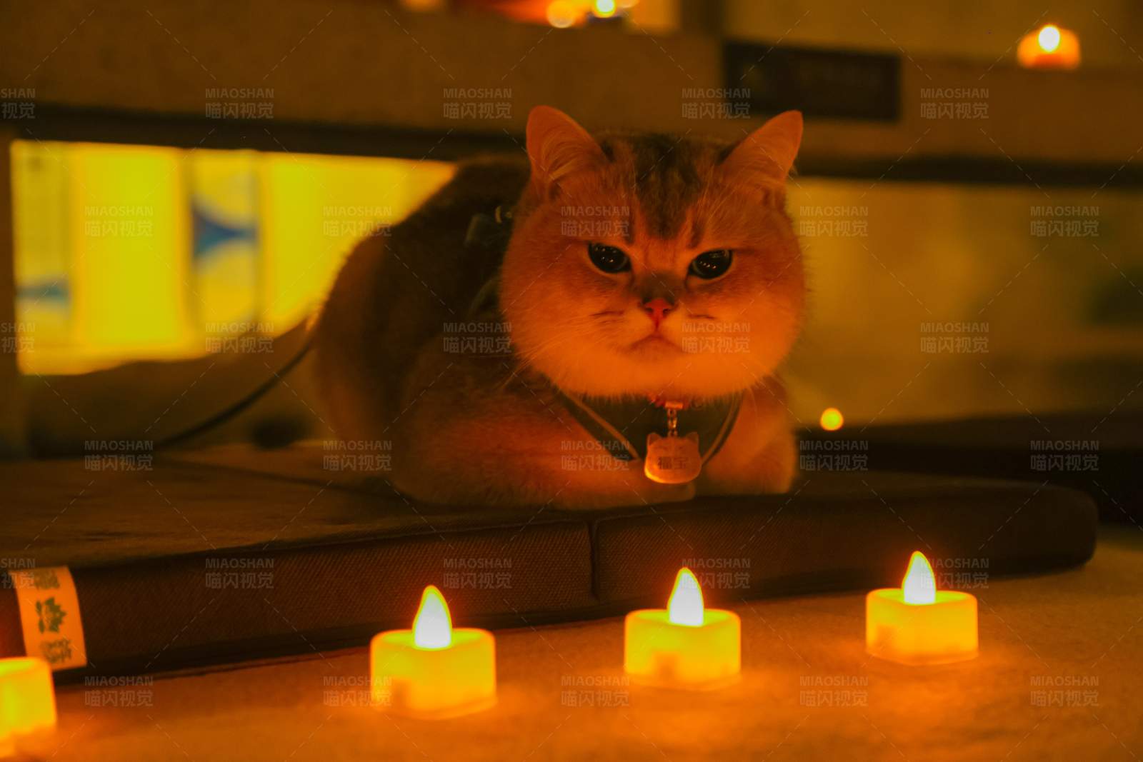 猫咪与蜡烛的温馨夜图片