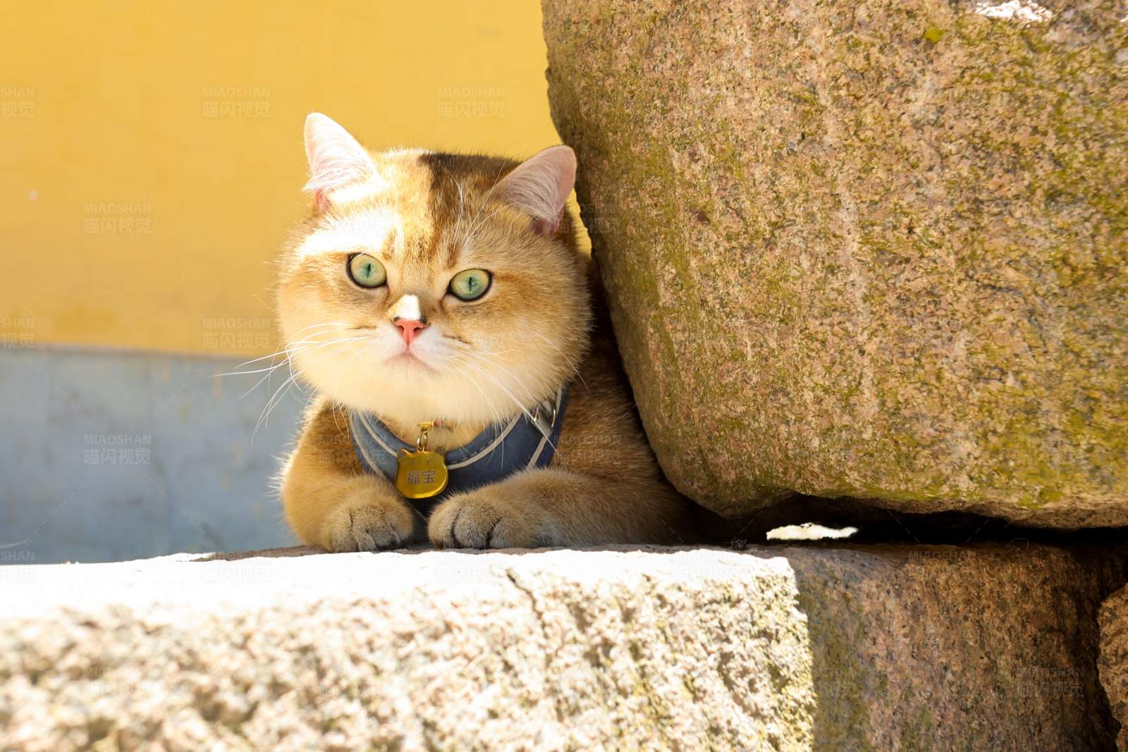 好奇的猫咪探头图片