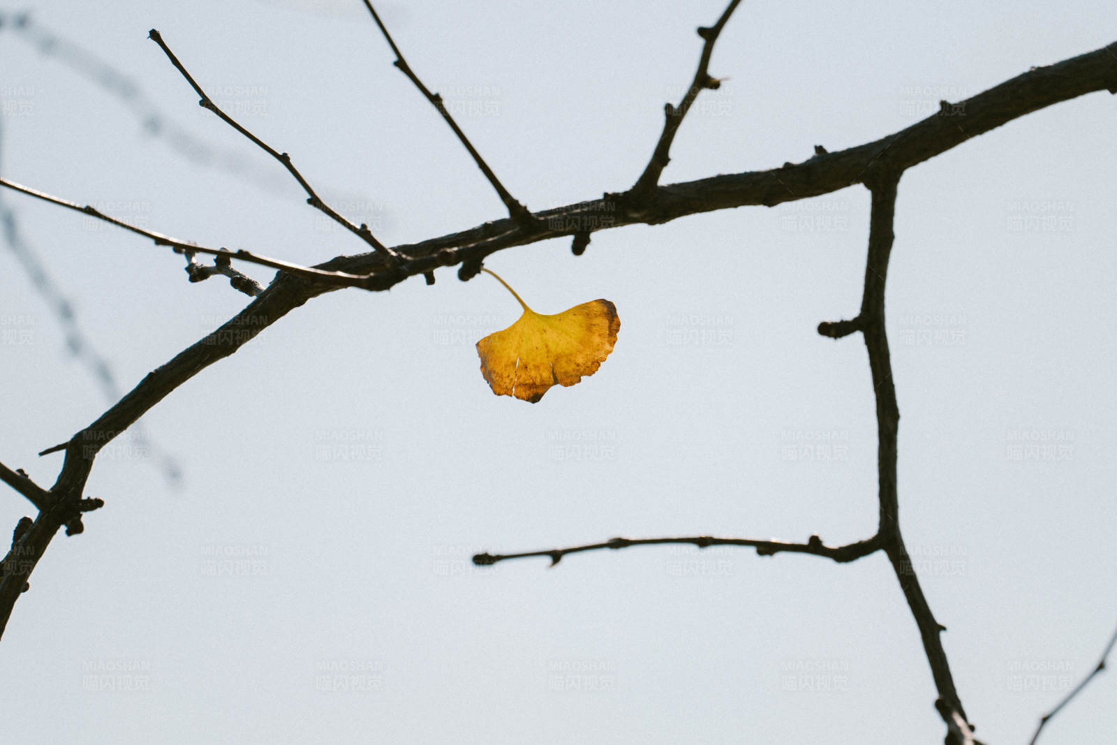 孤叶悬枝 秋意浓图片