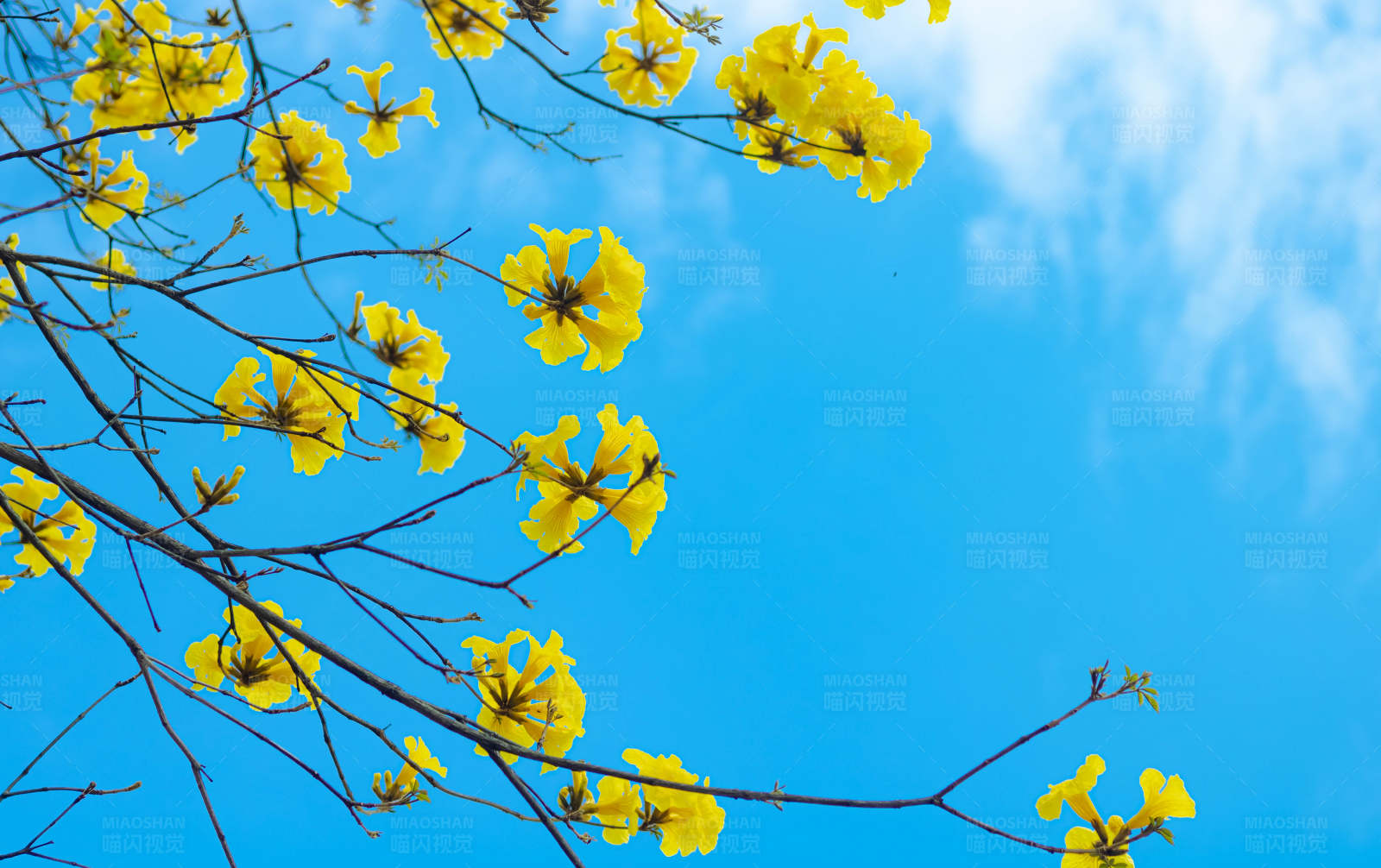 黄花蓝天图片