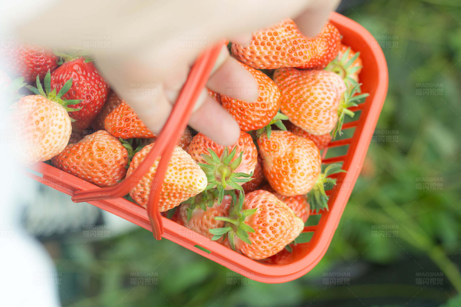 手提篮中的新鲜草莓图片