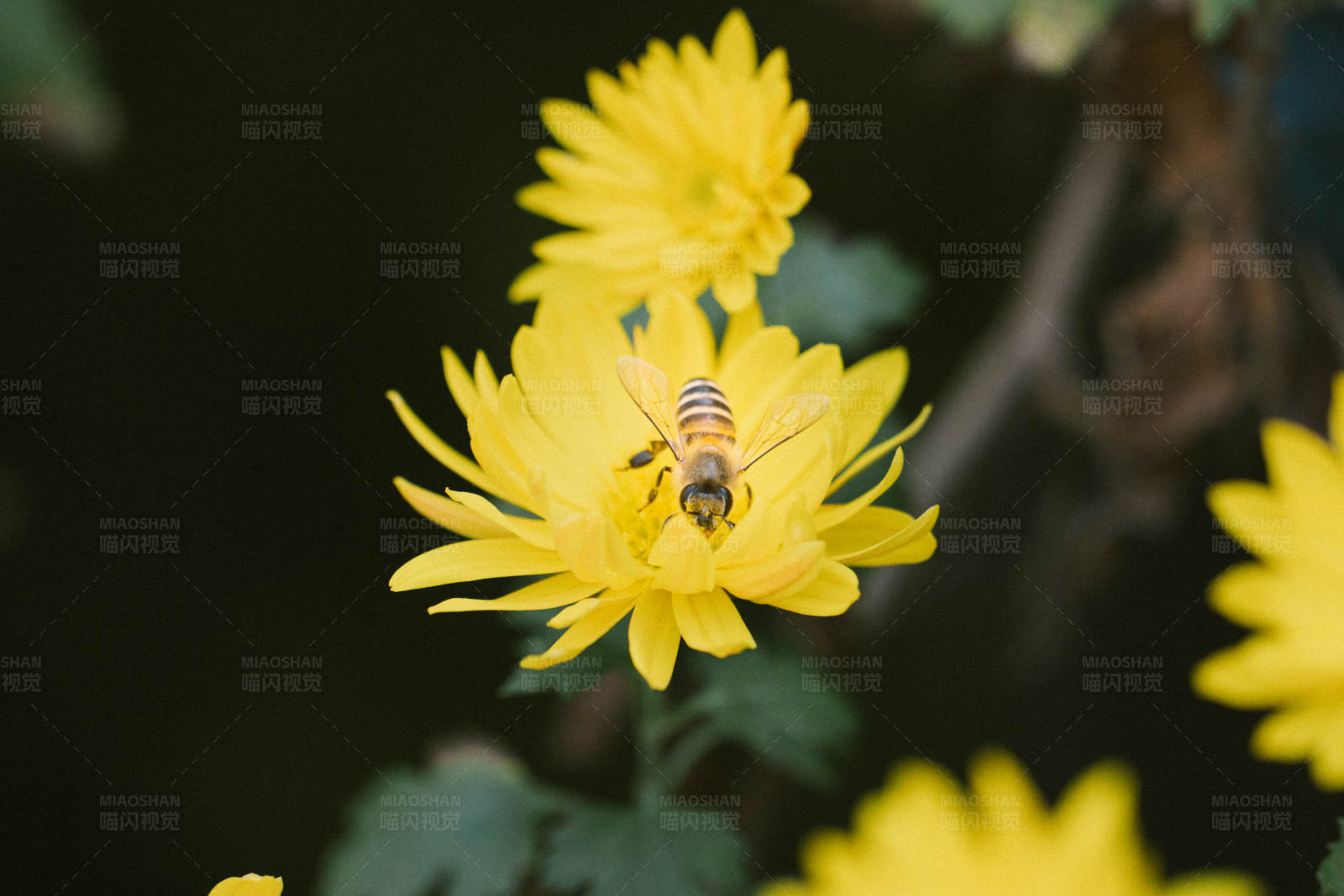 蜜蜂采蜜黄花间图片