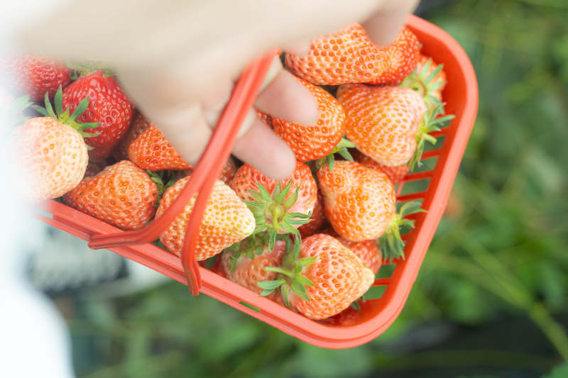 手提篮中的新鲜草莓图片