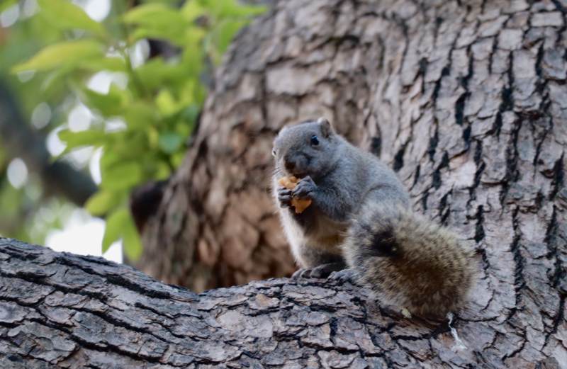 松鼠树上享美食图片