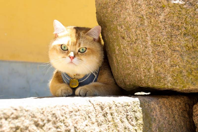 好奇的猫咪探头图片