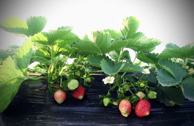 草莓生长在田间图片