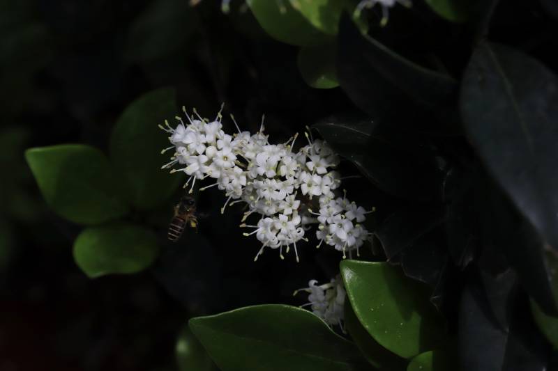 夜幕下的白色花朵图片