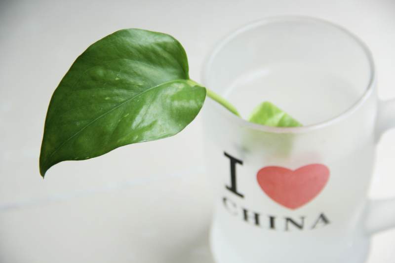 爱中国绿叶杯图片