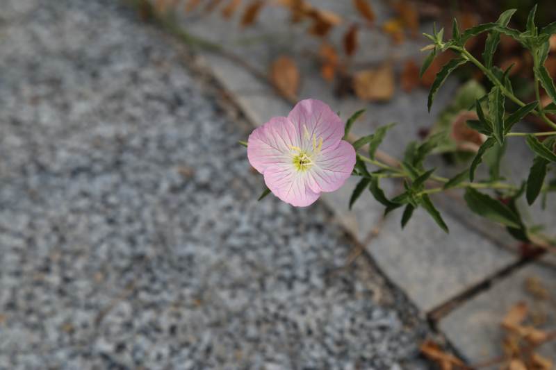 石缝中的粉色小花图片