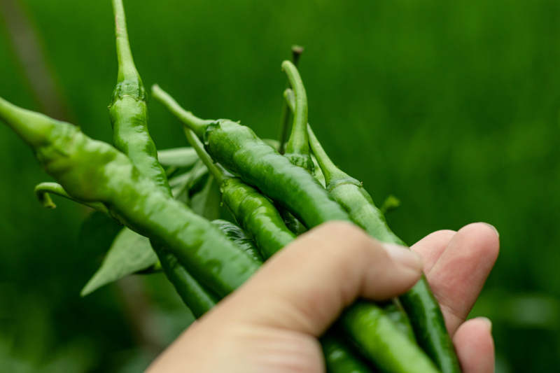 手握青椒 清新自然图片