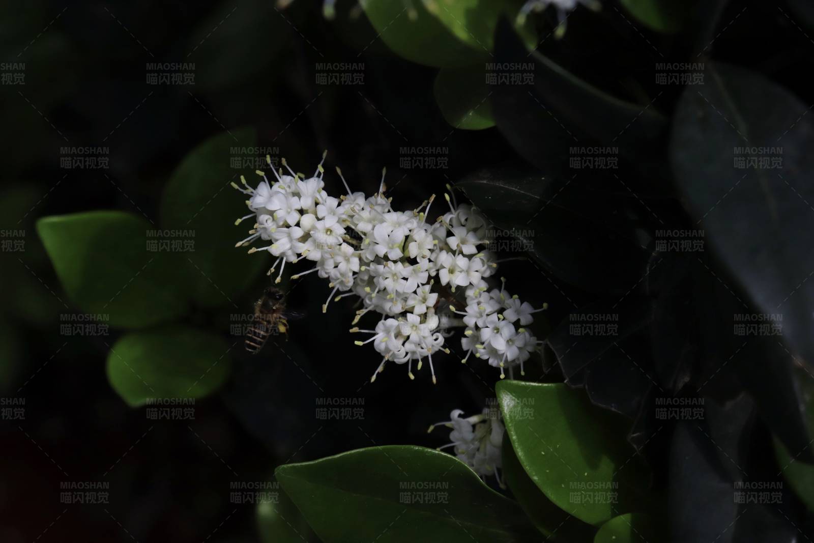 夜幕下的白色花朵图片