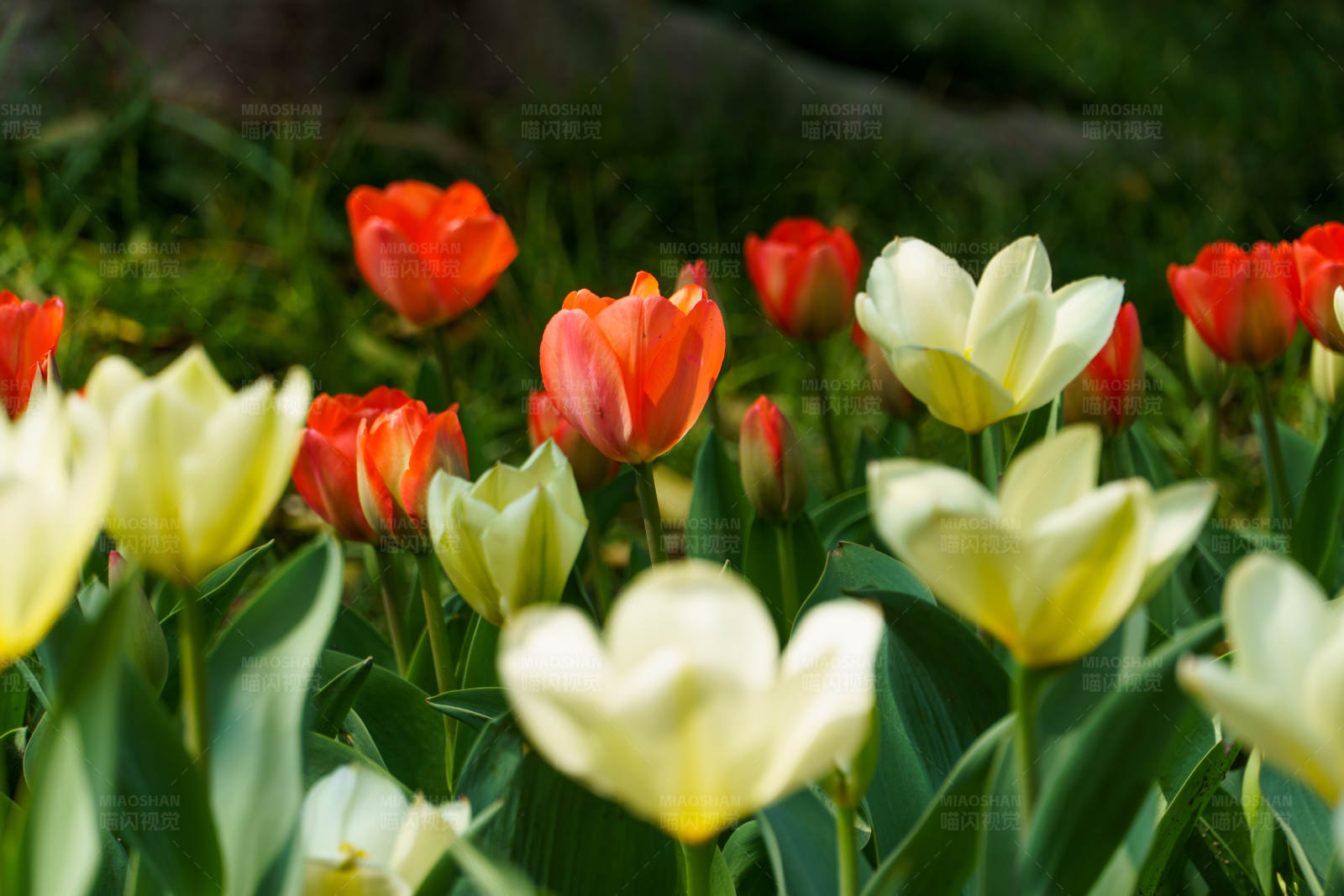 郁金香花海图片