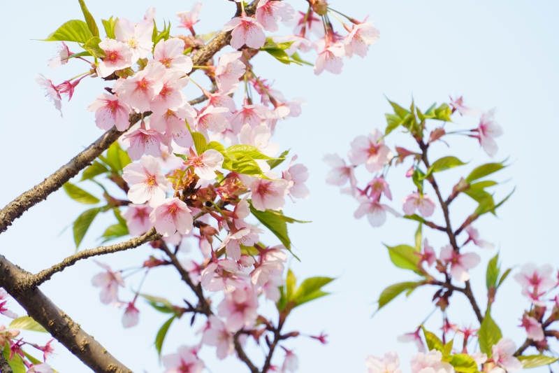 樱花盛开 春意盎然图片