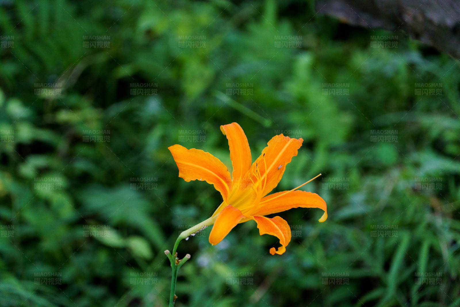 橙色花朵在绿叶中图片