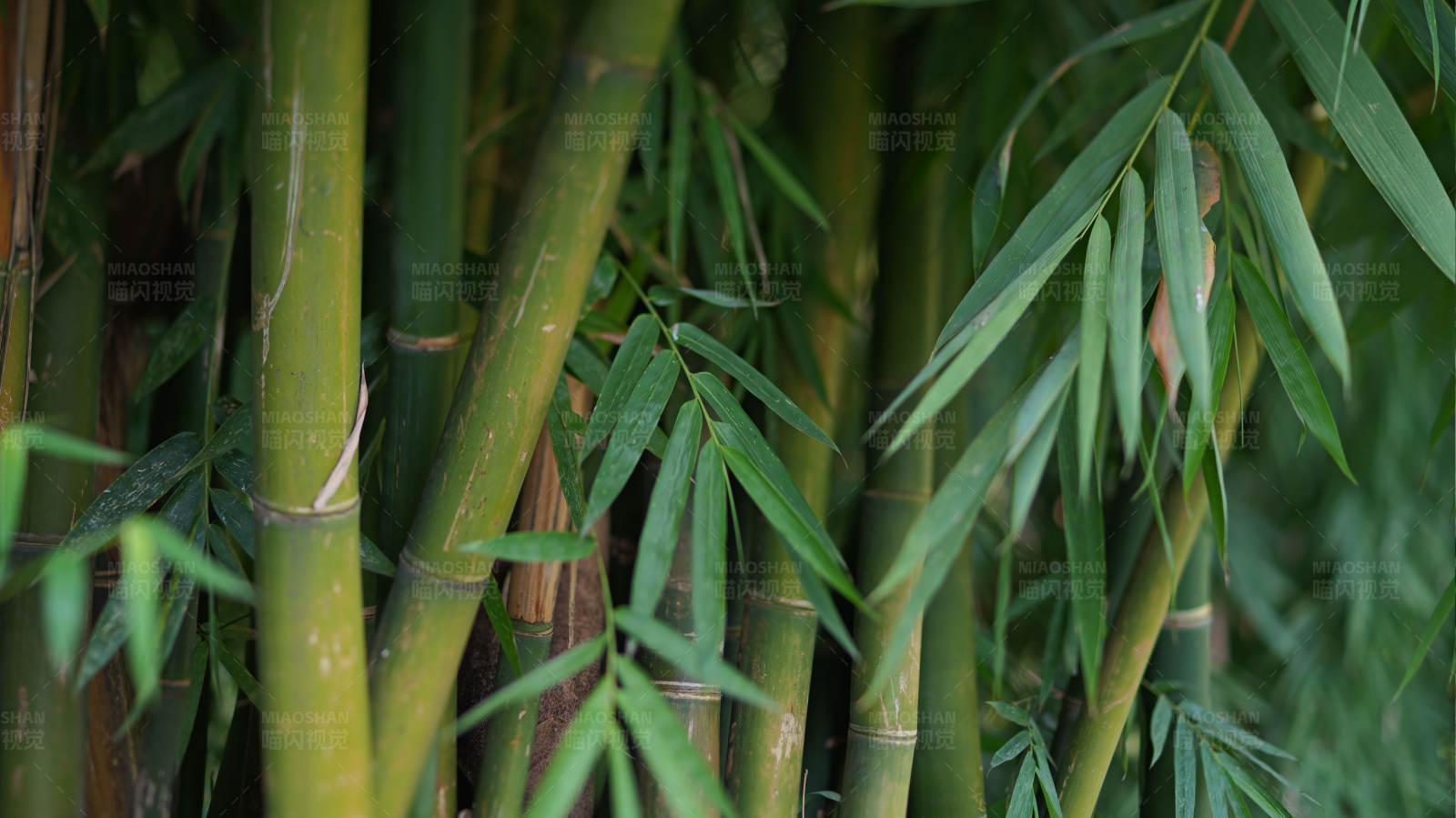 竹林密布图片