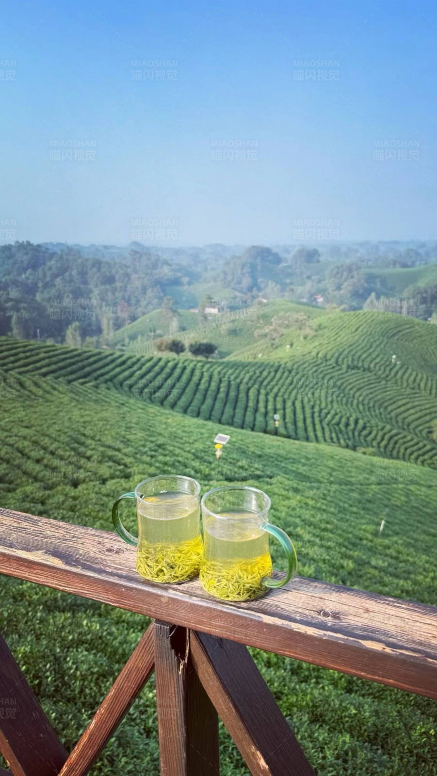 茶园美景与茶杯图片