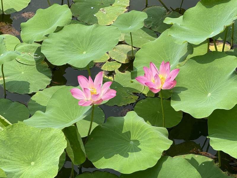 池塘里的两朵粉莲花图片