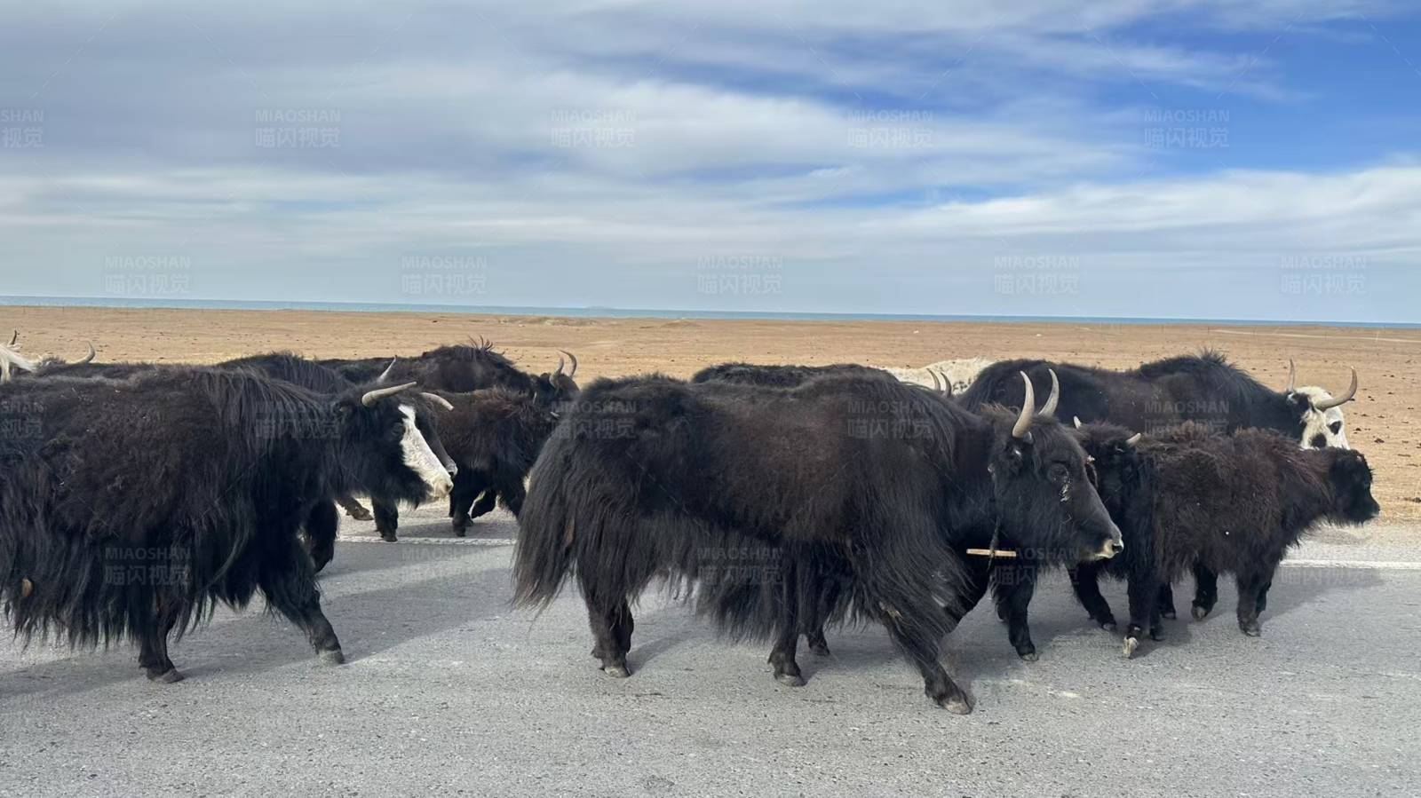 高原上的牦牛群图片