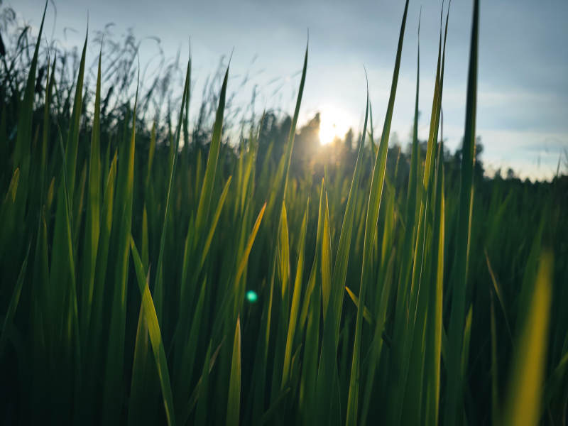 夕阳下的青草地图片