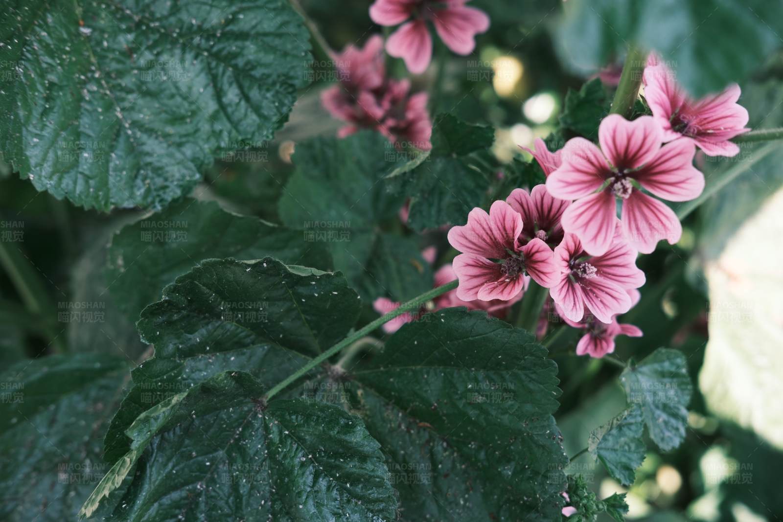 粉色花朵与绿叶图片
