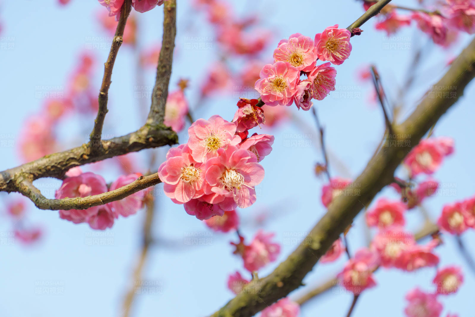 梅花绽放 春意盎然图片