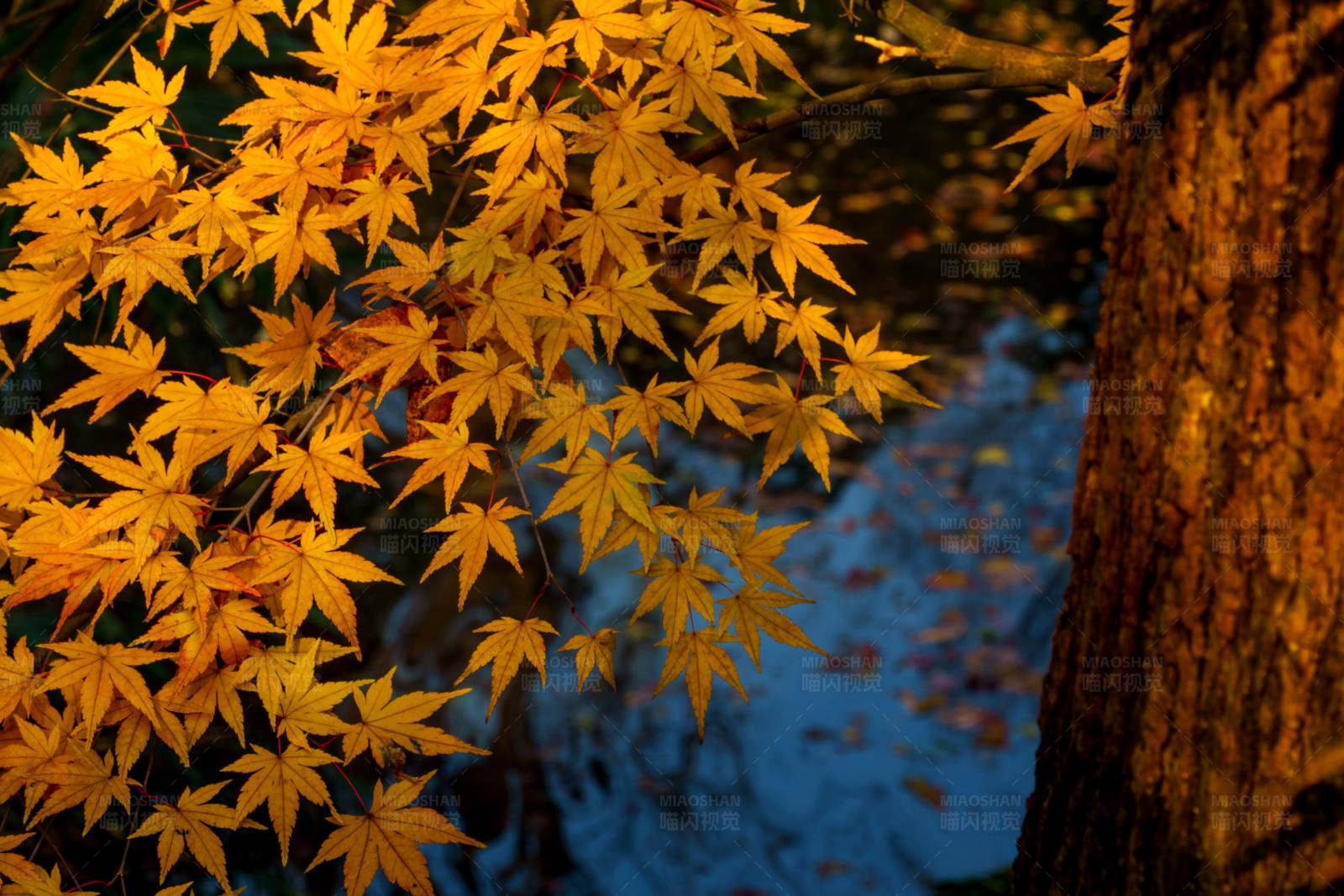 秋叶映水 树影婆娑图片