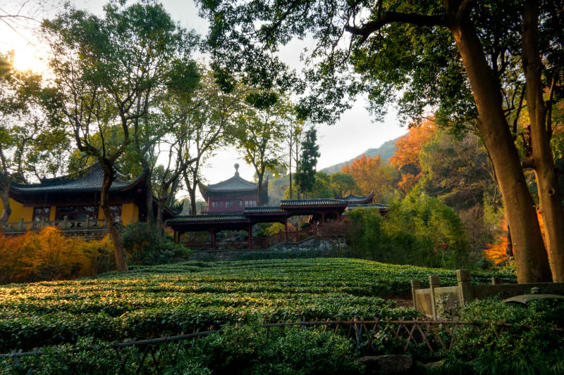 秋日茶园古亭景图片