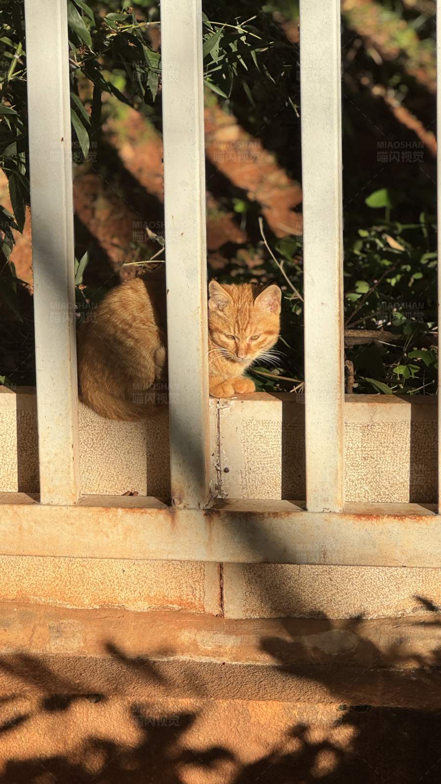 栅栏后的橙色小猫图片