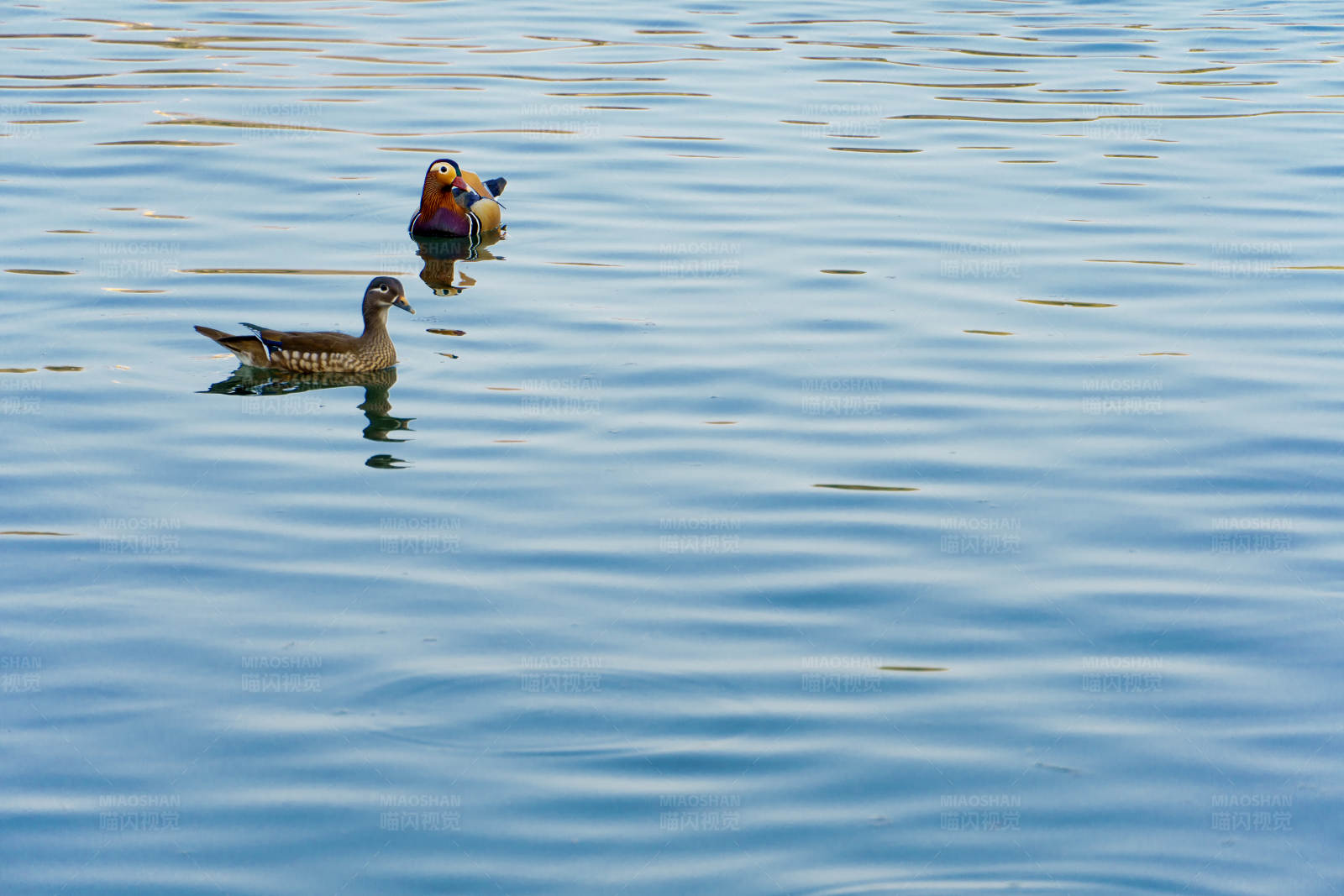湖面鸳鸯图片