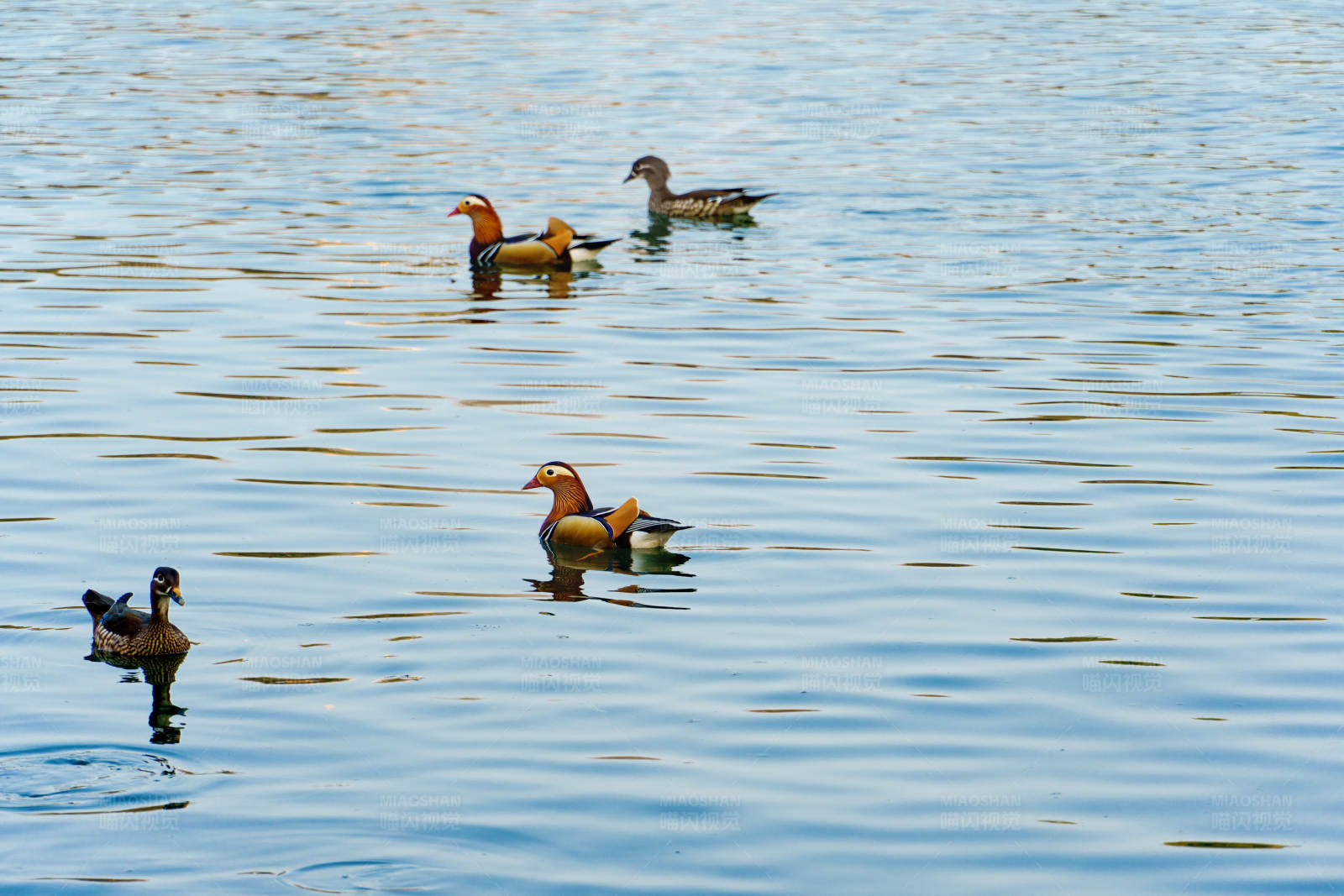 湖面鸭子游图片