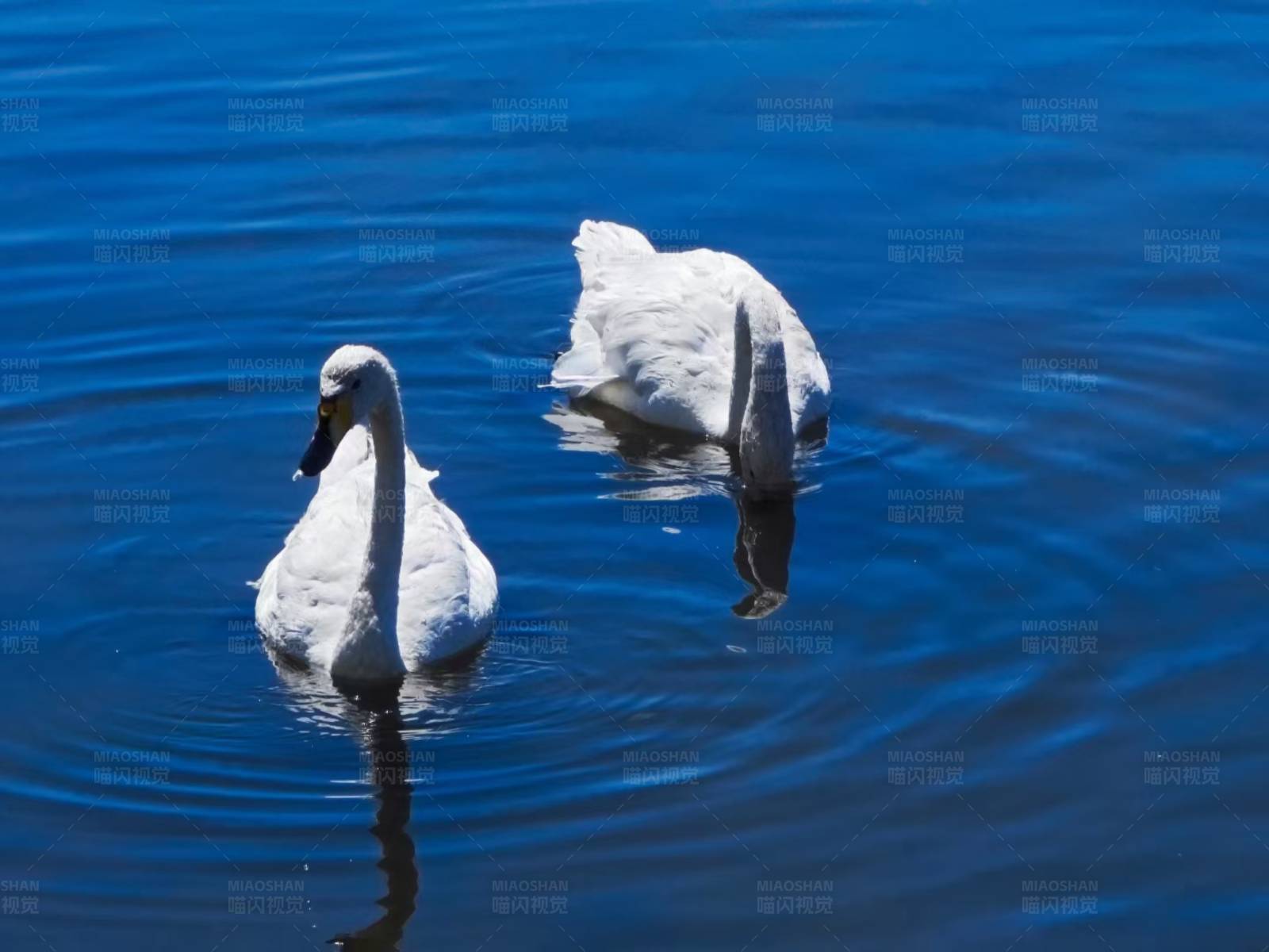 天鹅湖中觅食图片