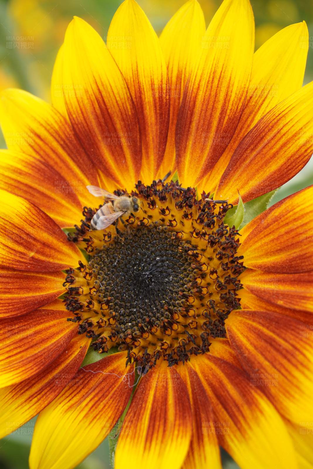 蜜蜂与向日葵图片