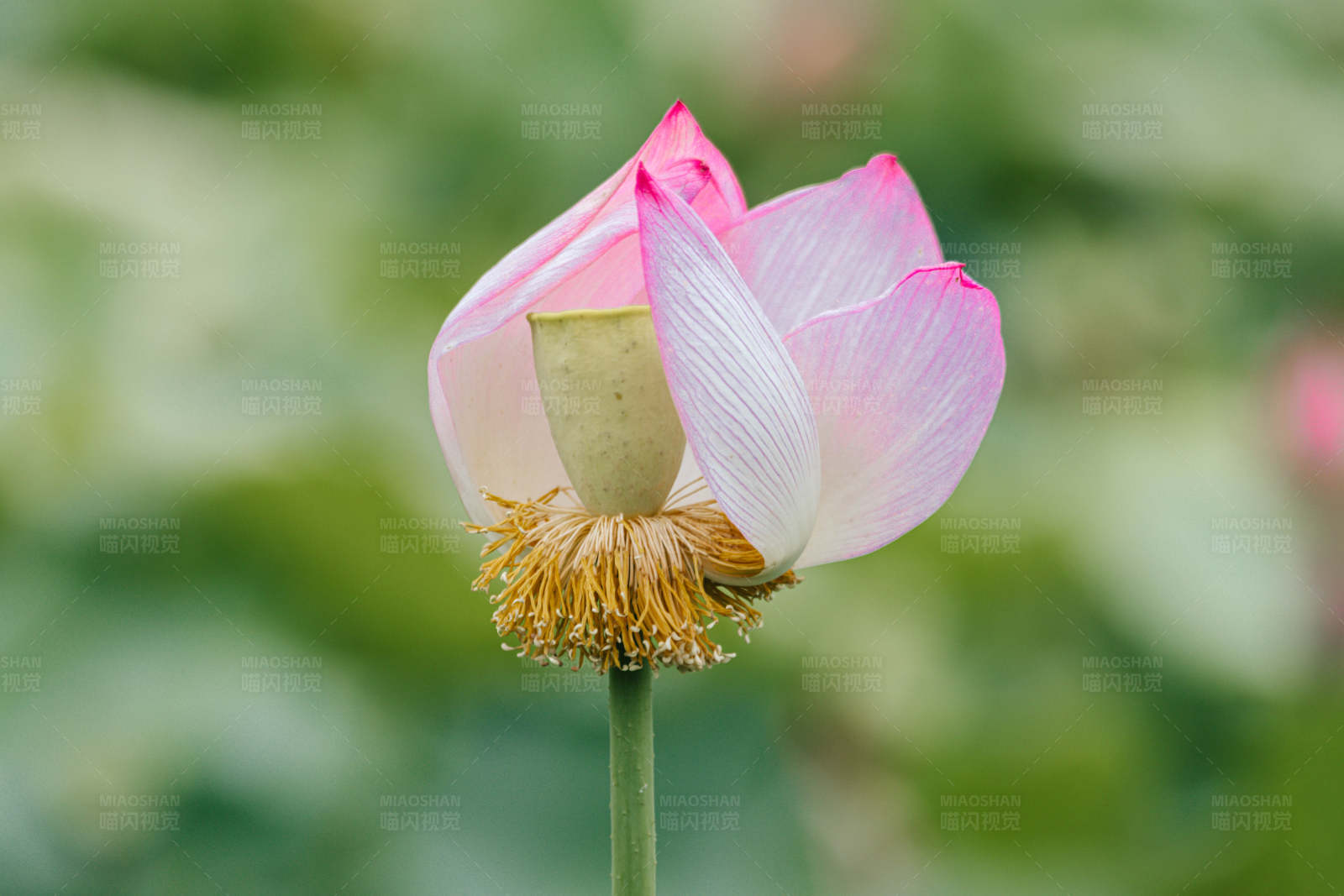 凋谢的莲花图片