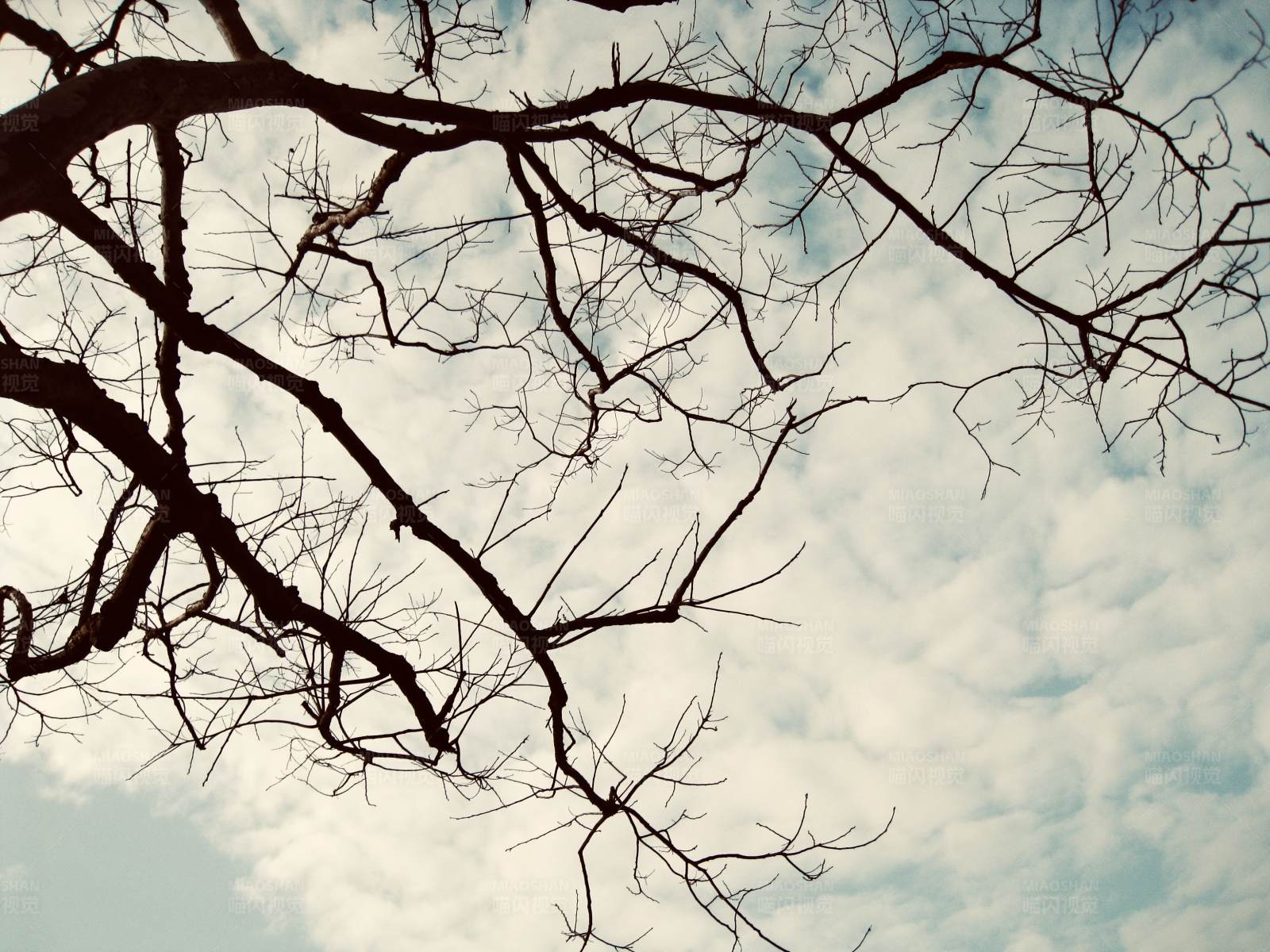 冬日树枝与天空图片